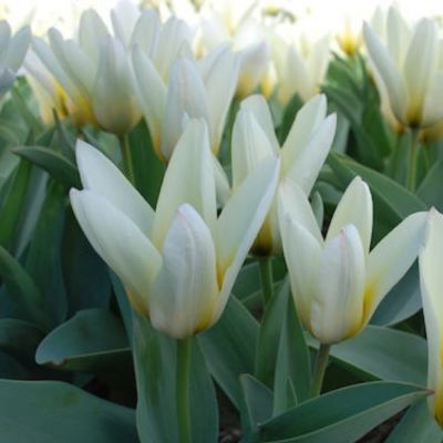 Тюльпан Концерто Тюльпан Концерто - Dolina-Sad.Ru