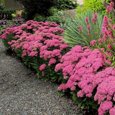 Седум Мистер Гудбуд , С1,5 Седум Мистер Гудбуд , С1,5 фото