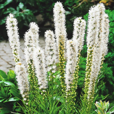 Лиатрис колосковый Флористан Уайт Лиатрис колосковый Флористан Уайт фото