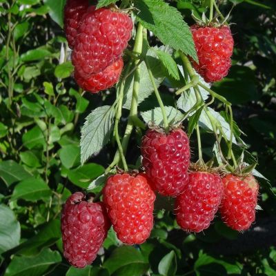 Малина Краса России/Летняя Малина Краса России/Летняя - Dolina-Sad.Ru