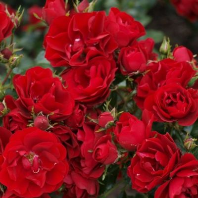 Роза Симонида Роза Симонида - Dolina-Sad.Ru