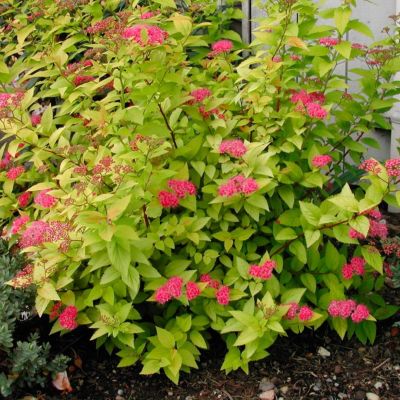 Спирея японская Кэндллайт Спирея японская Кэндллайт - Dolina-Sad.Ru