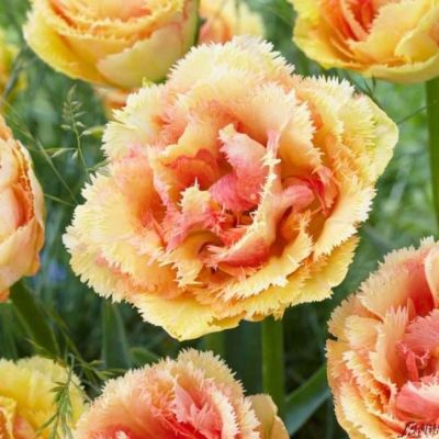 Тюльпан Вайя Кон Диос Тюльпан Вайя Кон Диос фото