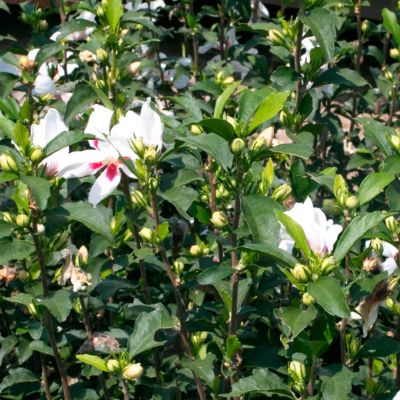 Гибискус сирийский Вуджон Гибискус сирийский Вуджон - Dolina-Sad.Ru