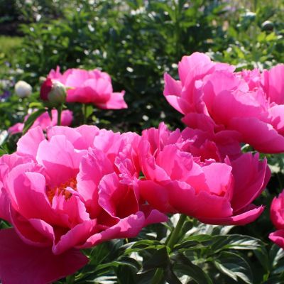 Пион Лондон - Dolina-Sad.Ru