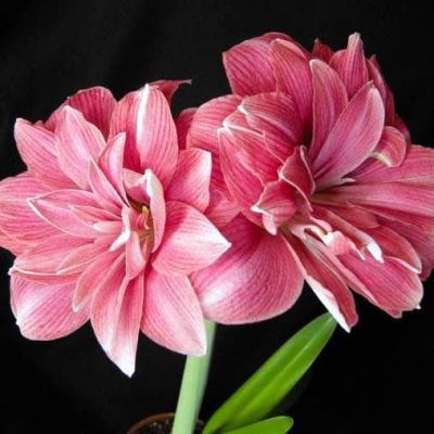 Амариллис Дабл Дрим Амариллис Дабл Дрим фото