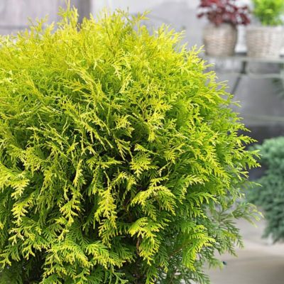 Туя западная Глобоза Ауреа, С2 Туя западная Глобоза Ауреа, С2 - Dolina-Sad.Ru