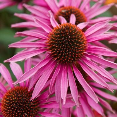 Эхинацея пурпурная Пика Белла Эхинацея пурпурная Пика Белла - Dolina-Sad.Ru