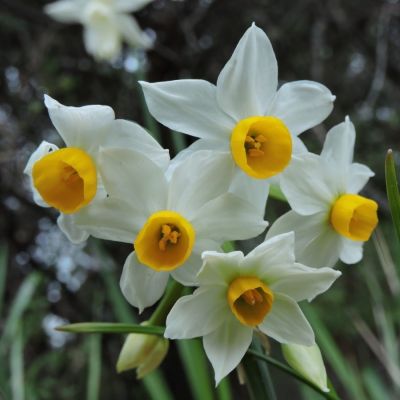 Нарцисс Каналикулатус Нарцисс Каналикулатус - Dolina-Sad.Ru