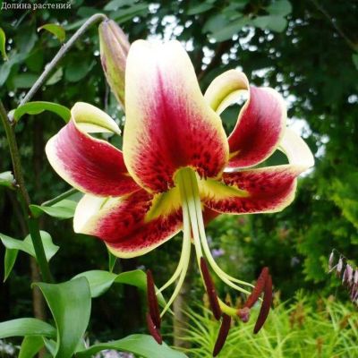 Лилия Шахерезада Лилия Шахерезада фото