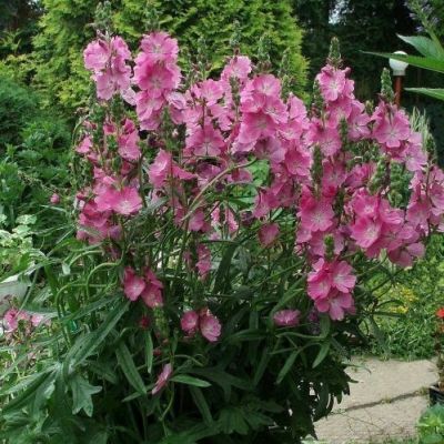 Сидальцея гибридная Кэнди Герл Сидальцея гибридная Кэнди Герл - Dolina-Sad.Ru