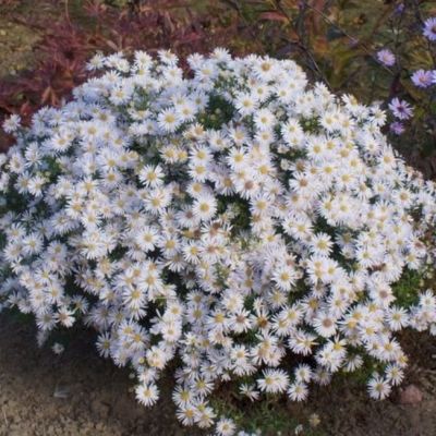 Астра кустарниковая Аполло - Dolina-Sad.Ru