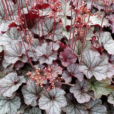 Гейхера Нозерн Икспожэ Сильвер Гейхера Нозерн Икспожэ Сильвер - Dolina-Sad.Ru