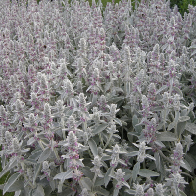 Чистец византийский фото