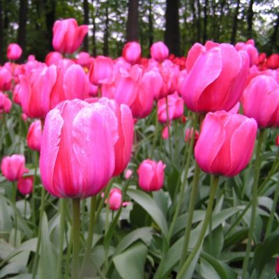 Тюльпан Джамбо Пинк Тюльпан Джамбо Пинк фото