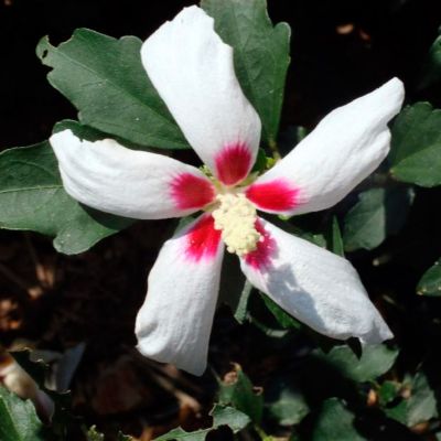 Гибискус сирийский Вуджон Гибискус сирийский Вуджон - Dolina-Sad.Ru