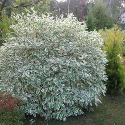 Дерен белый Сибирика Вариегата Дерен белый Сибирика Вариегата фото