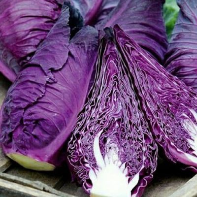 Капуста краснокочанная Калибос Капуста краснокочанная Калибос фото