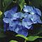 Гортензия крупнолистная Блю Вейв Гортензия крупнолистная Блю Вейв фото
