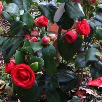 Камелия японская Маргерита Колеони Камелия японская Маргерита Колеони - Dolina-Sad.Ru