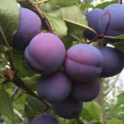 Слива Кромань Слива Кромань фото