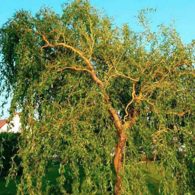 Ива белая Дартс Снейк Ива белая Дартс Снейк - Dolina-Sad.Ru