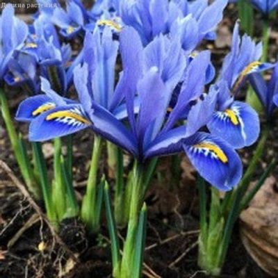 Ирис Алида Ирис Алида фото