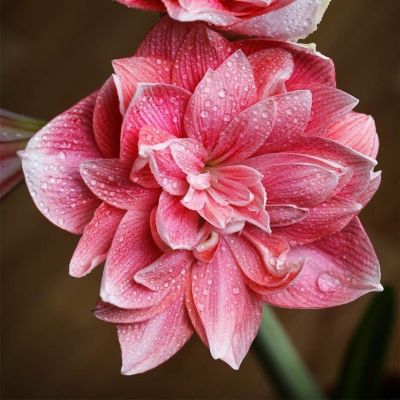 Амариллис Дабл Дрим Амариллис Дабл Дрим фото