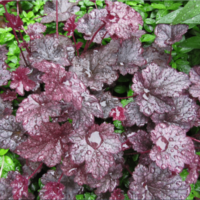 Гейхера Плам Пудинг , С1,5 фото