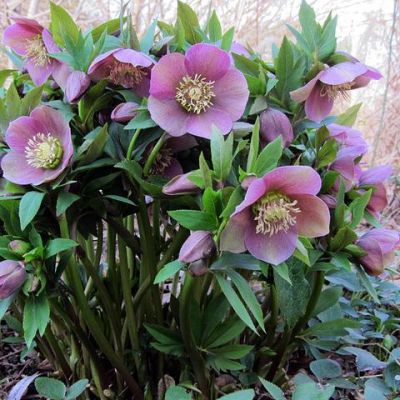 Морозник Ориенталис Морозник Ориенталис фото