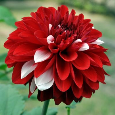 Георгина Ольгас Лайт - Dolina-Sad.Ru