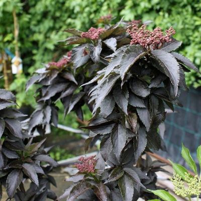 Бузина черная Блек Тауэр, С3 Бузина черная Блек Тауэр, С3 - Dolina-Sad.Ru