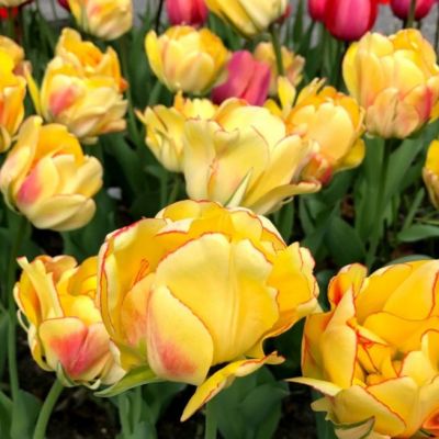 Тюльпан Акебоно Тюльпан Акебоно фото