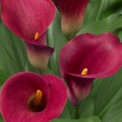 Калла Аллюр Калла Аллюр фото