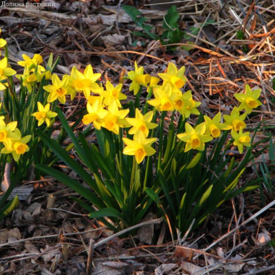Нарцисс Тет-а-Тет Нарцисс Тет-а-Тет - Dolina-Sad.Ru