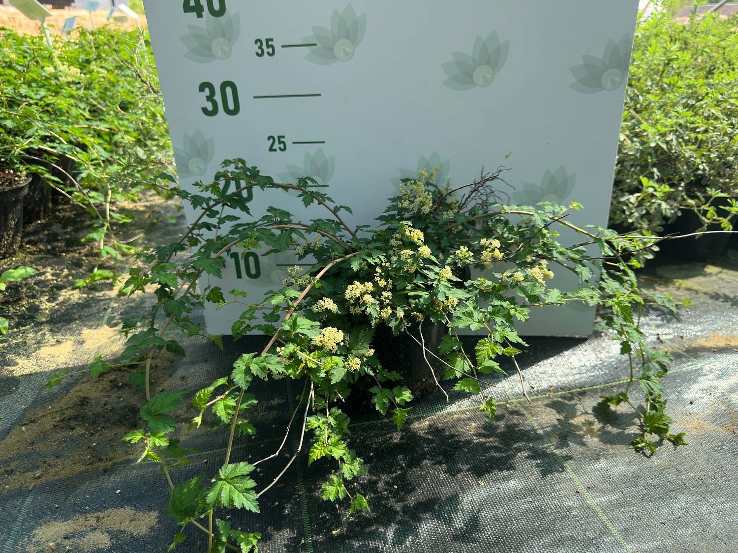 Стефанандра Криспа, С3 Стефанандра Криспа, С3 - Dolina-Sad.Ru