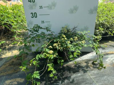 Стефанандра Криспа, С3 Стефанандра Криспа, С3 - Dolina-Sad.Ru