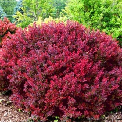 Барбарис тунберга Пигми Руби Барбарис тунберга Пигми Руби - Dolina-Sad.Ru