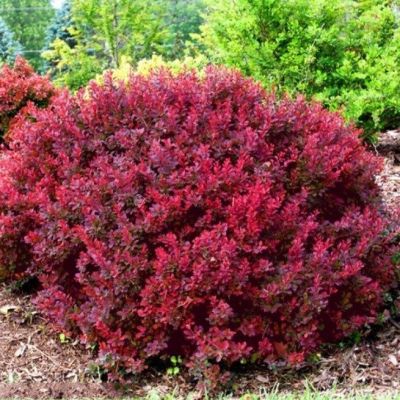 Барбарис тунберга Багатель Барбарис тунберга Багатель фото