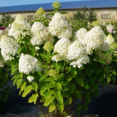 Гортензия метельчатая Селекшн, С3 - Dolina-Sad.Ru
