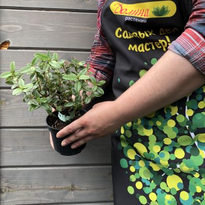 Рододендрон Грациелла Рододендрон Грациелла фото