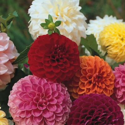 Георгина Микс Пинк /Пурпл/Уайт Георгина Микс Пинк /Пурпл/Уайт - Dolina-Sad.Ru