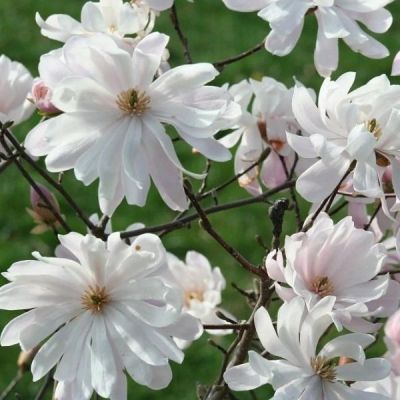 Магнолия звездчатая Ватерлили Магнолия звездчатая Ватерлили - Dolina-Sad.Ru