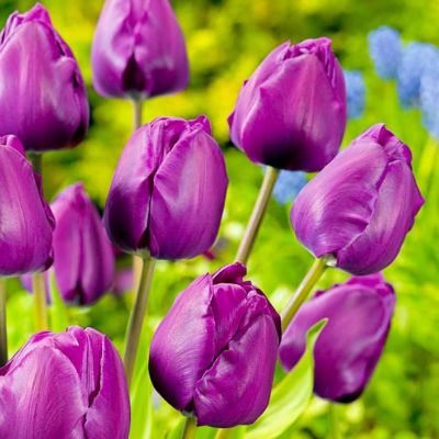 Тюльпан Негрита Тюльпан Негрита фото