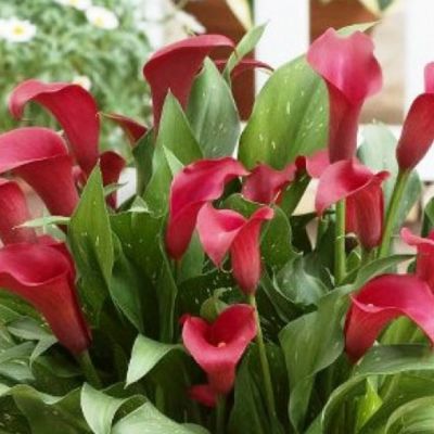 Калла Аллюр Калла Аллюр фото