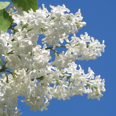 Сирень жозифлекса Анна Амхоф Сирень жозифлекса Анна Амхоф - Dolina-Sad.Ru