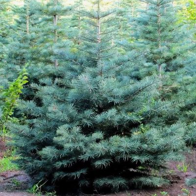 Пихта одноцветная, С3 - Dolina-Sad.Ru