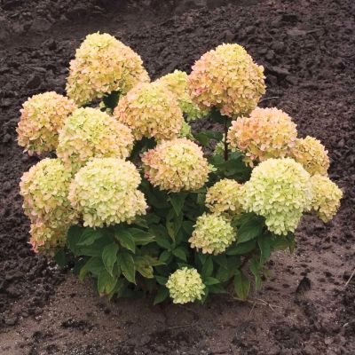 Гортензия метельчатая Коттон Крим, С1 Гортензия метельчатая Коттон Крим, С1 - Dolina-Sad.Ru