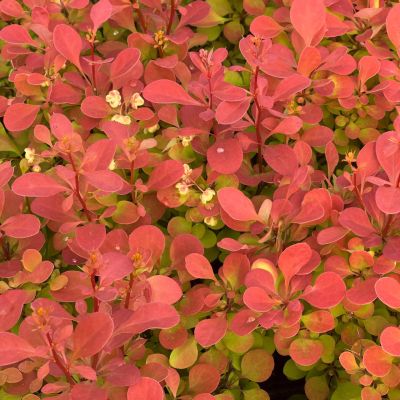 Брабарис тунберга Неон Брабарис тунберга Неон - Dolina-Sad.Ru