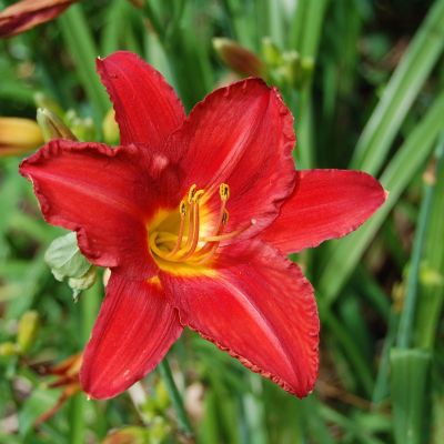 Лилейник Хей Зе фото